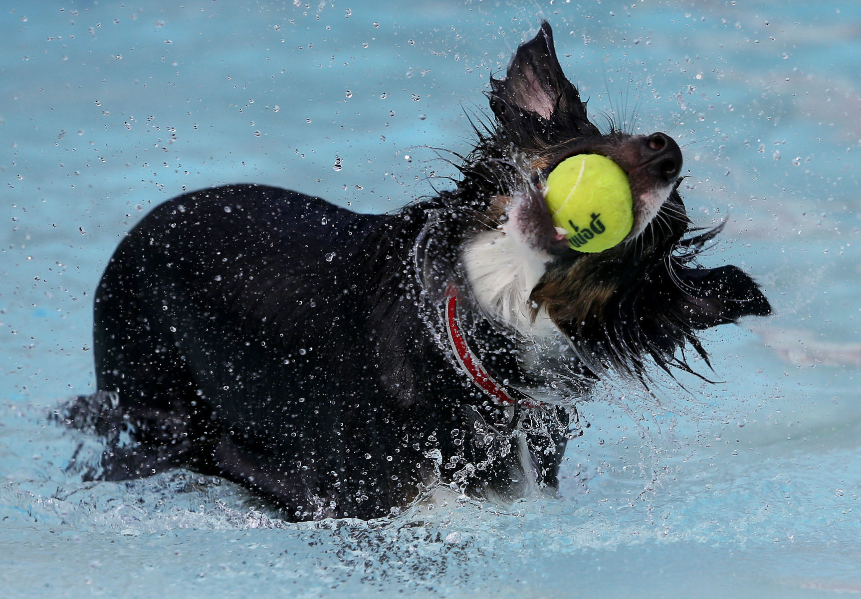 082717-Doggy-Splash-003